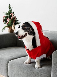 Cardigan Welsh Corgi wearing a Christmas costume