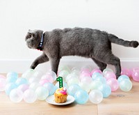Scottish Fold cat celebrating its first birthday