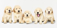Portrait of five adorable golden retriever puppies