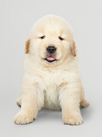 Portrait of an adorable Golden Retriever puppy