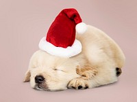 Adorable Golden Retriever puppy sleeping while wearing Santa hat