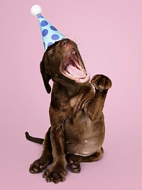 Cute Labrador Retriever puppy wearing a party hat