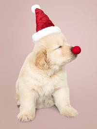 Portrait of a cute Golden Retriever puppy wearing a Santa hat