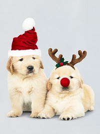 Two Golden Retriever puppies wearing a Santa hats and reindeer headband