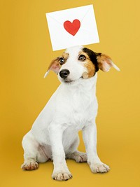 Adorable Jack Russell Retriever puppy with a love letter