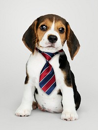 Cute Beagle puppy in a red blue and white striped necktie