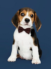 Cute Beagle in a dark brown bow tie