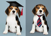 Cute Beagle puppies in graduation cap and a striped necktie