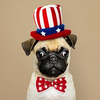 Cute Pug puppy in a Uncle Sam hat and bow tie