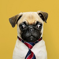Cute Pug puppy in a red blue and white striped necktie