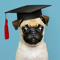 Cute Pug puppy in a graduation cap