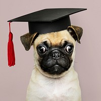Cute Pug puppy in a graduation cap