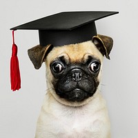 Cute Pug puppy in a graduation cap