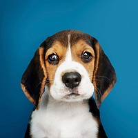 Adorable Beagle puppy solo portrait