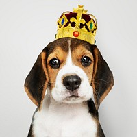 Cute Beagle puppy in a classic gold and red velvet crown