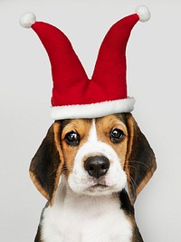 Cute Beagle puppy in a jester hat