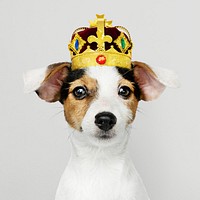 Cute Jack Russell Terrier in a classic red velvet and gold crown