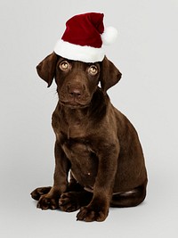 Portrait of a cute Labrador Retriever puppy wearing a Santa hat
