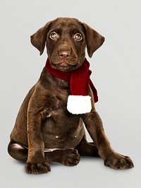 Portrait of a cute Labrador Retriever wearing a  Christmas scarf