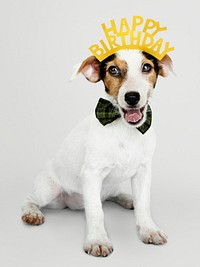 Adorable Jack Russell Retriever puppy wearing a happy birthday crown