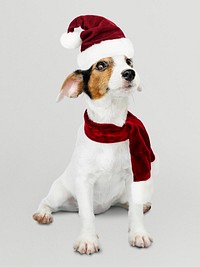 Adorable Jack Russell Retriever puppy wearing a Christmas hat