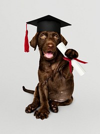 Cute chocolate Labrador Retriever in a graduation cap and holding a certificate roll