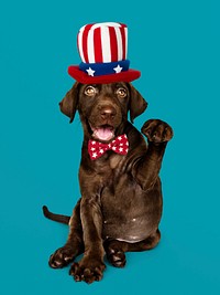 Cute chocolate Labrador Retriever in Uncle Sam hat and bow tie