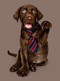 Cute chocolate Labrador Retriever in a red blue and white striped necktie