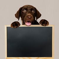 Adorable Labrador Retriever holding a blackboard mockup