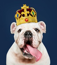 Cute white English Bulldog puppy in a classic red velvet and gold crown