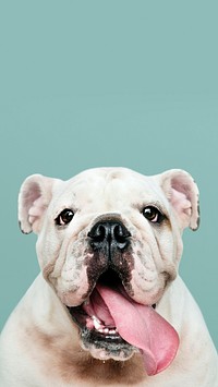 Adorable white Bulldog puppy portrait mobile phone wallpaper