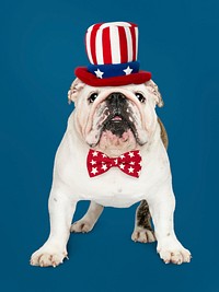 Cute white English Bulldog puppy in Uncle Sam hat and bow tie