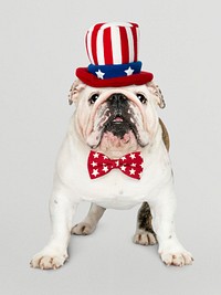 Cute white English Bulldog puppy in Uncle Sam hat and bow tie