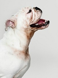 Adorable Bulldog puppy portrait