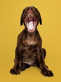 Adorable chocolate Labrador Retriever portrait