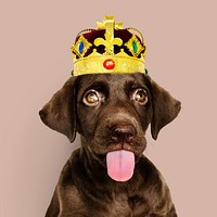 Cute chocolate Labrador Retriever in a classic red velvet and golden crown