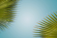 Close up of palm leaves background