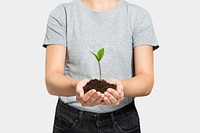 Plant in hand for reforestation to prevent the climate change