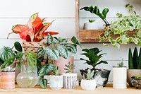 Indoor potted plants arrangement for home decor