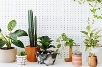 Potted houseplants on the table in white background