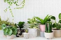 Popular potted houseplants in white background