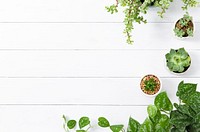 Houseplants border in wooden white background