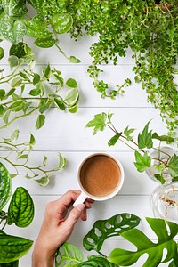 Morning coffee in green plants background