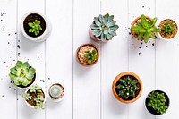 Succulent and cactus in wooden white background