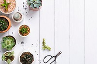 Potted cactus and succulent border flat lay with blank space