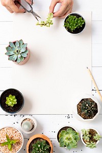 Blank paper with small houseplants flat lay