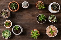 Potted plants flat lay background with blank space