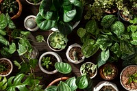 Green houseplant background for plant lovers