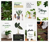 Plant parent beginner template vector guide set