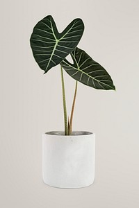 Potted plant Alocasia popular houseplant 